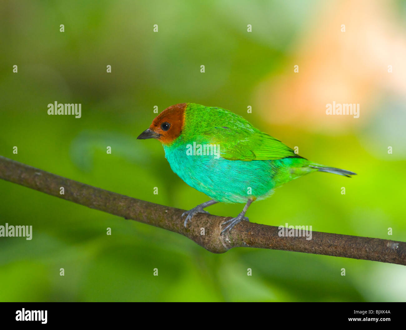 Tanager a testa di baia (Gyrola di Tangara), Panama Foto Stock