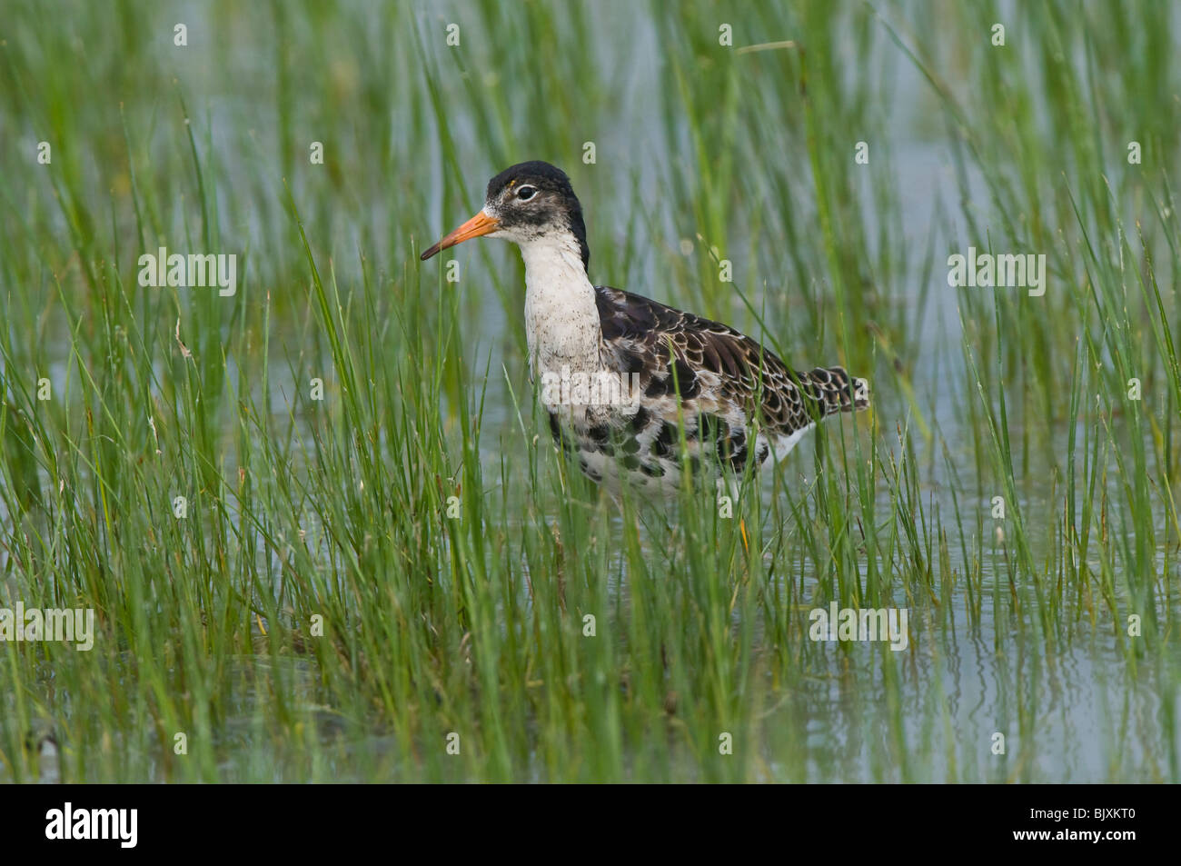 Ruff Foto Stock