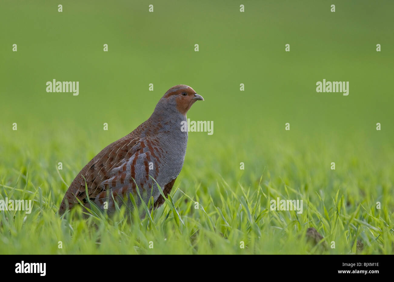 Pernice Grigia Foto Stock Alamy