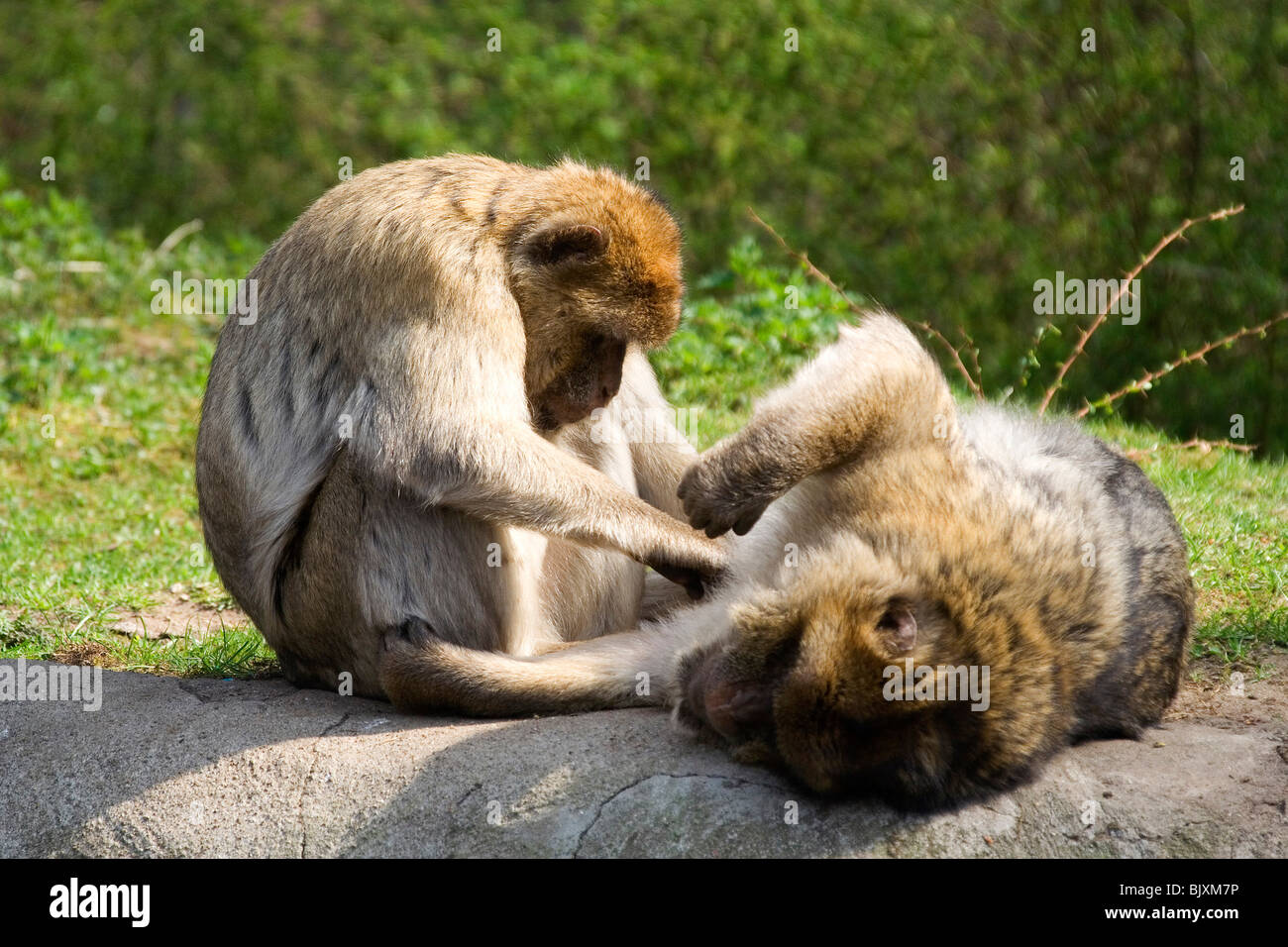scimmie Barbary Foto Stock