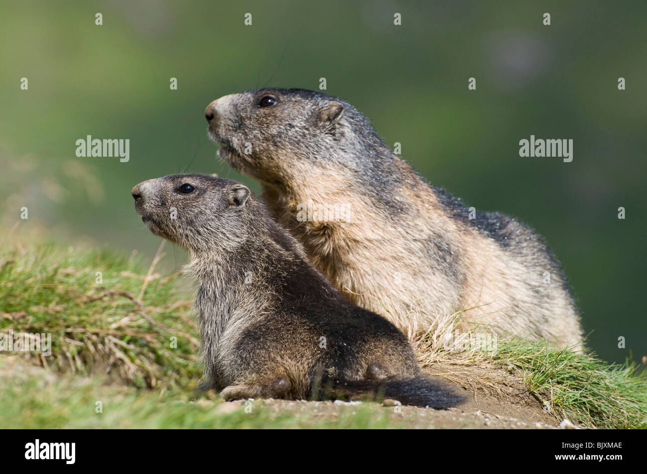 Marmotte Foto Stock