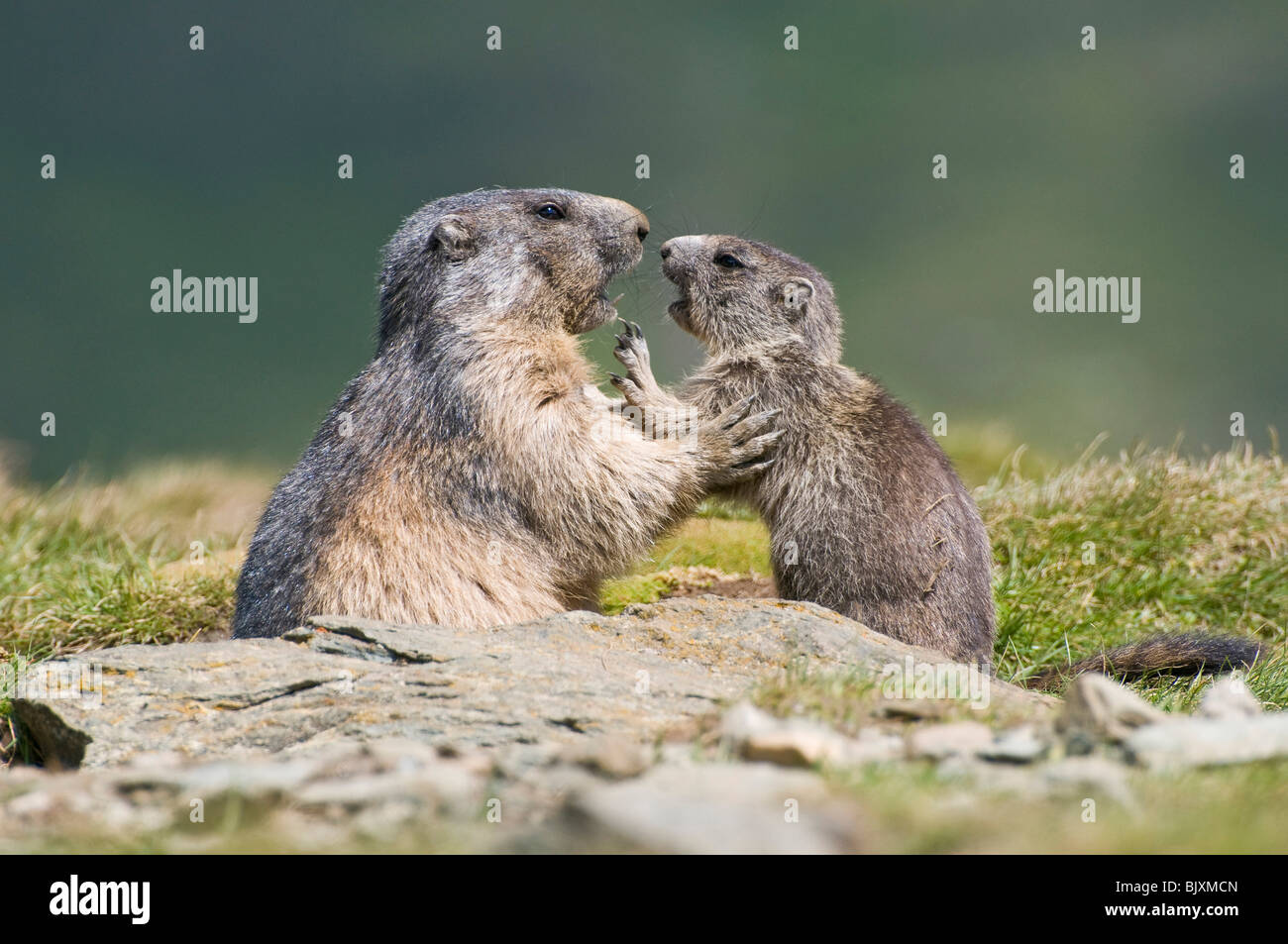 Marmotte Foto Stock