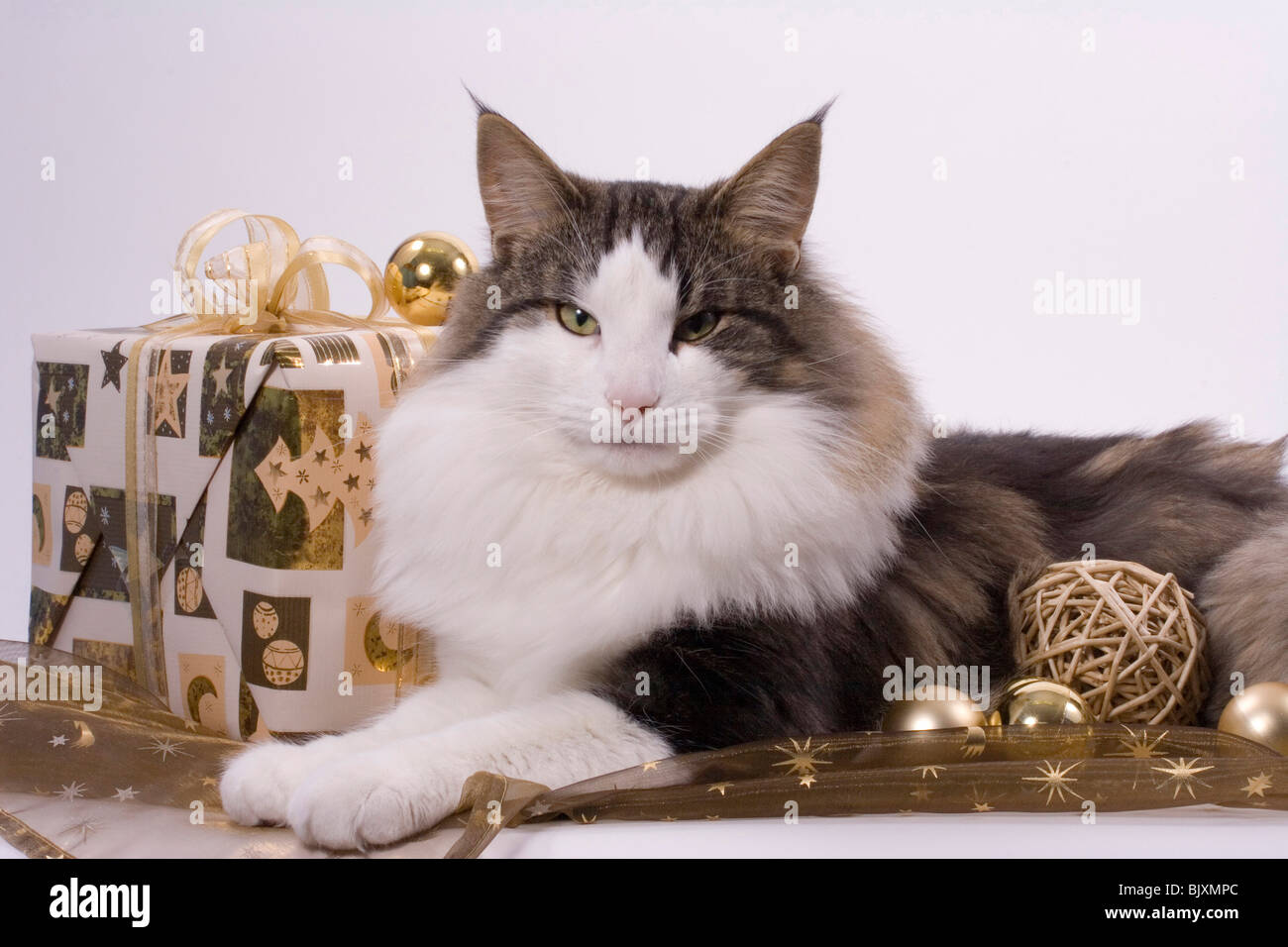 Norwegian Forestcat Foto Stock