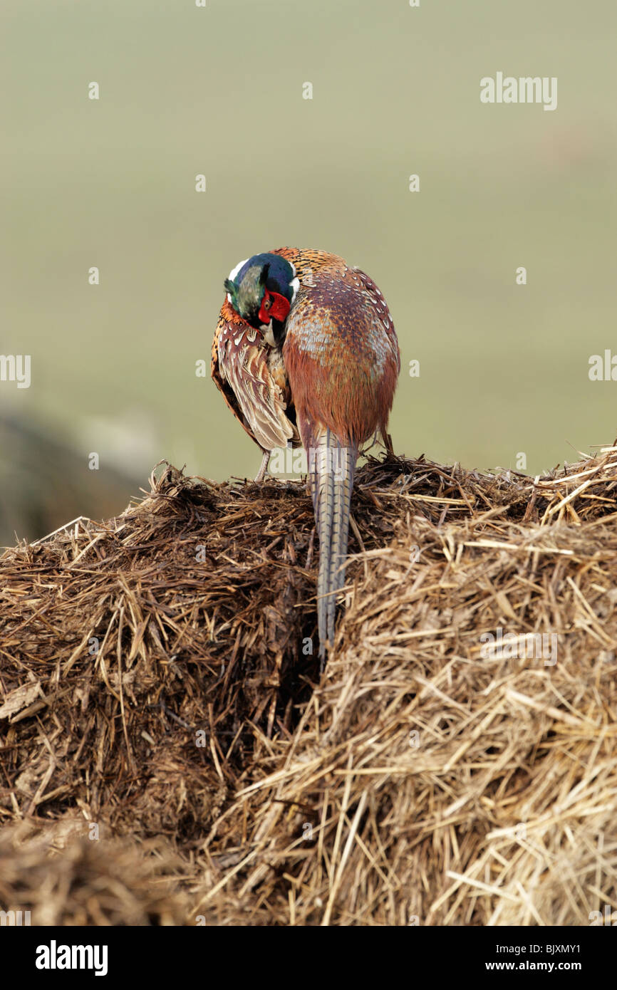 Il fagiano comune (Phasianus colchicus torquatus) maschio vista posteriore preening Foto Stock