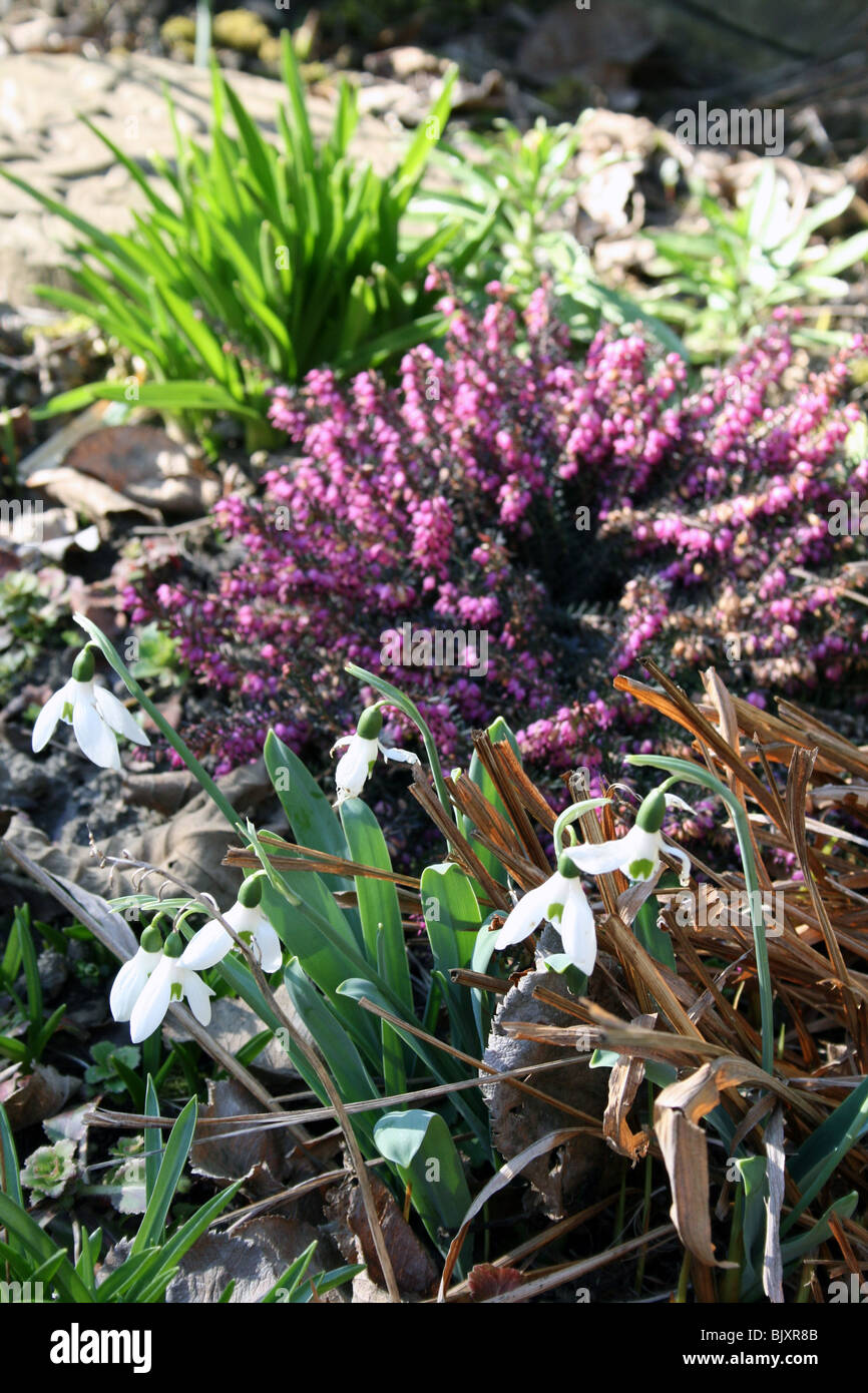 Fiori di Primavera in Fiore Foto Stock