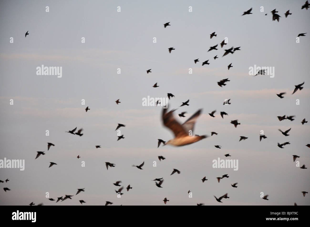 Flock of Seagulls battenti in Brighton Foto Stock