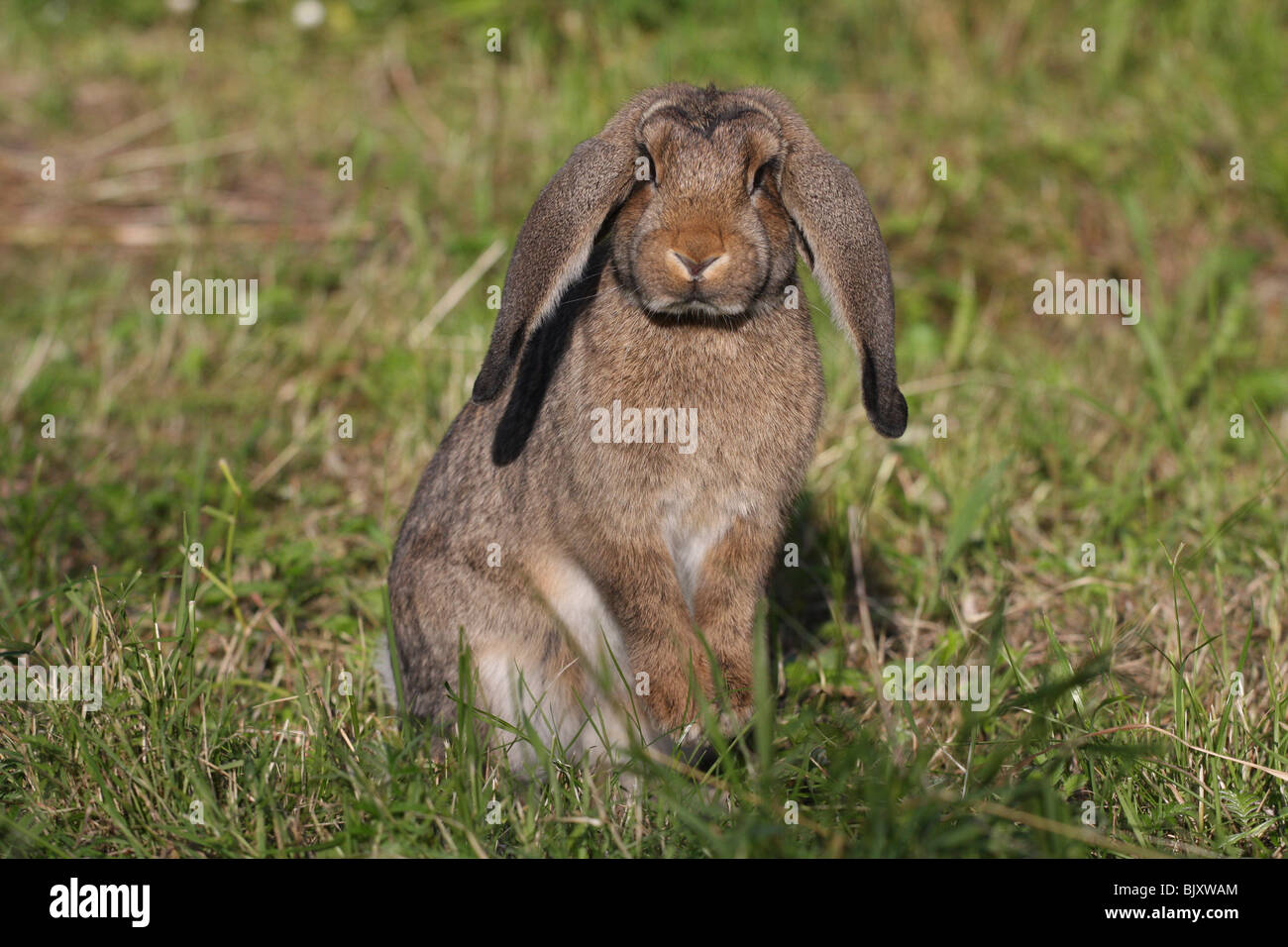 coniglietto Foto Stock