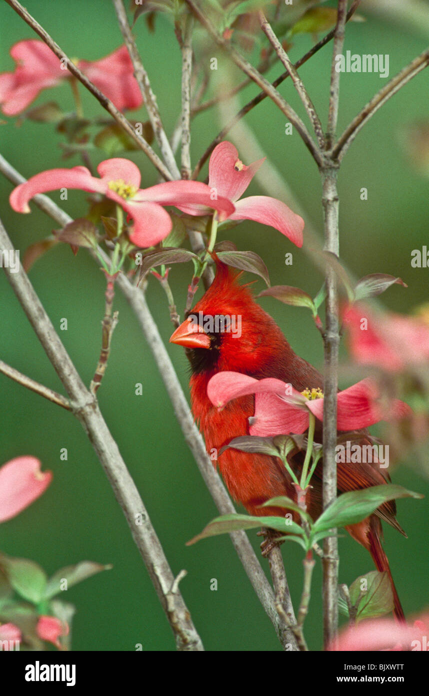 Maschio Cardinale settentrionale (Cardinalis cardinalis) spiata da fioriture di rosa sanguinello tree (Cornus florida) Foto Stock