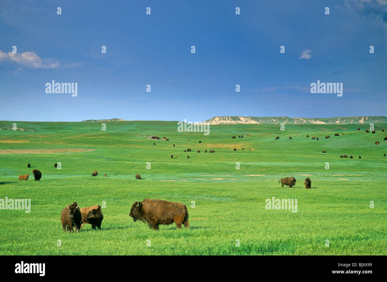 Bison armento sulla prateria verde sulla 777 Ranch, nei pressi di Fairburn, Dakota del Sud, STATI UNITI D'AMERICA Foto Stock