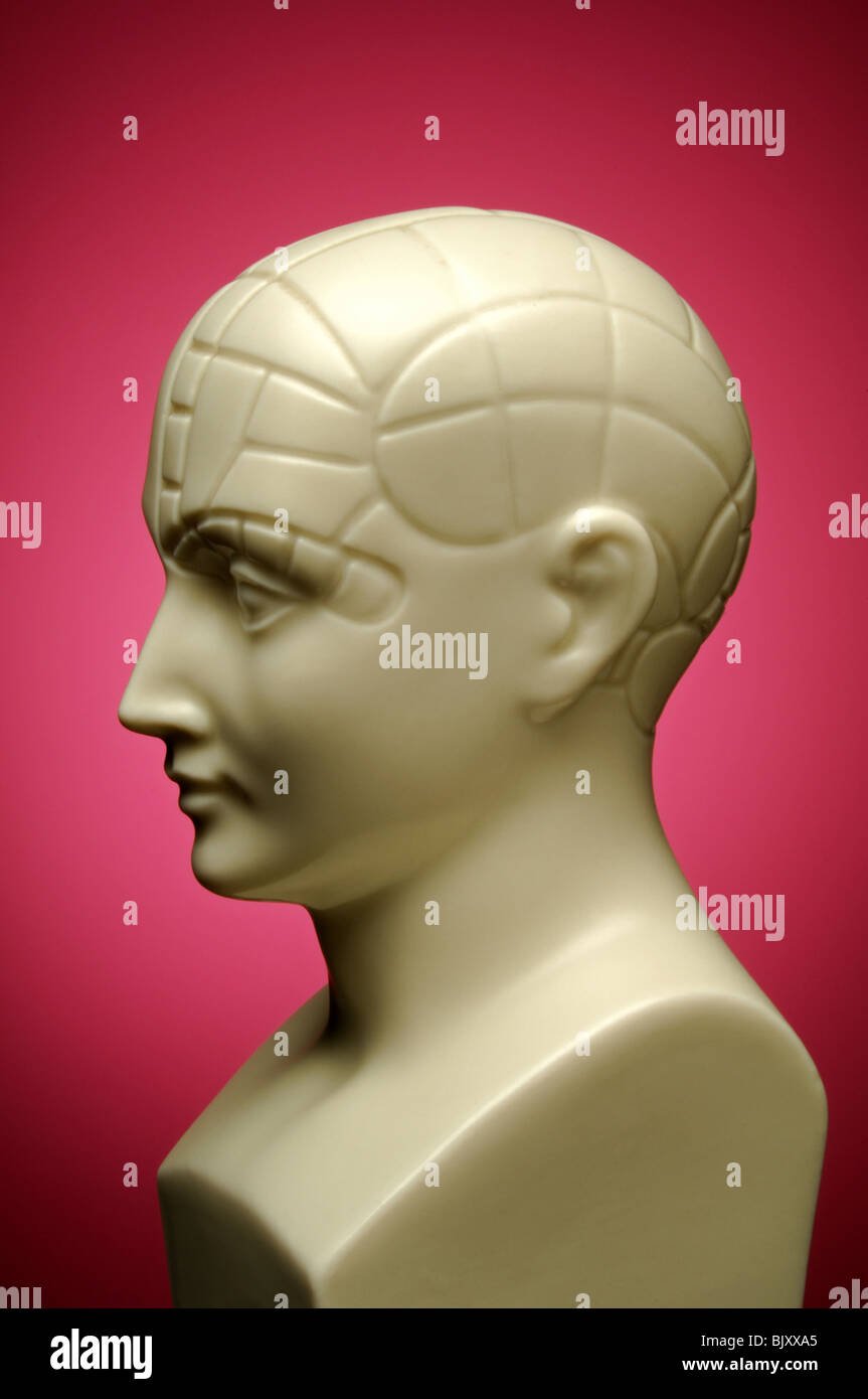 Un busto di una testa phrenology, profilo Foto Stock
