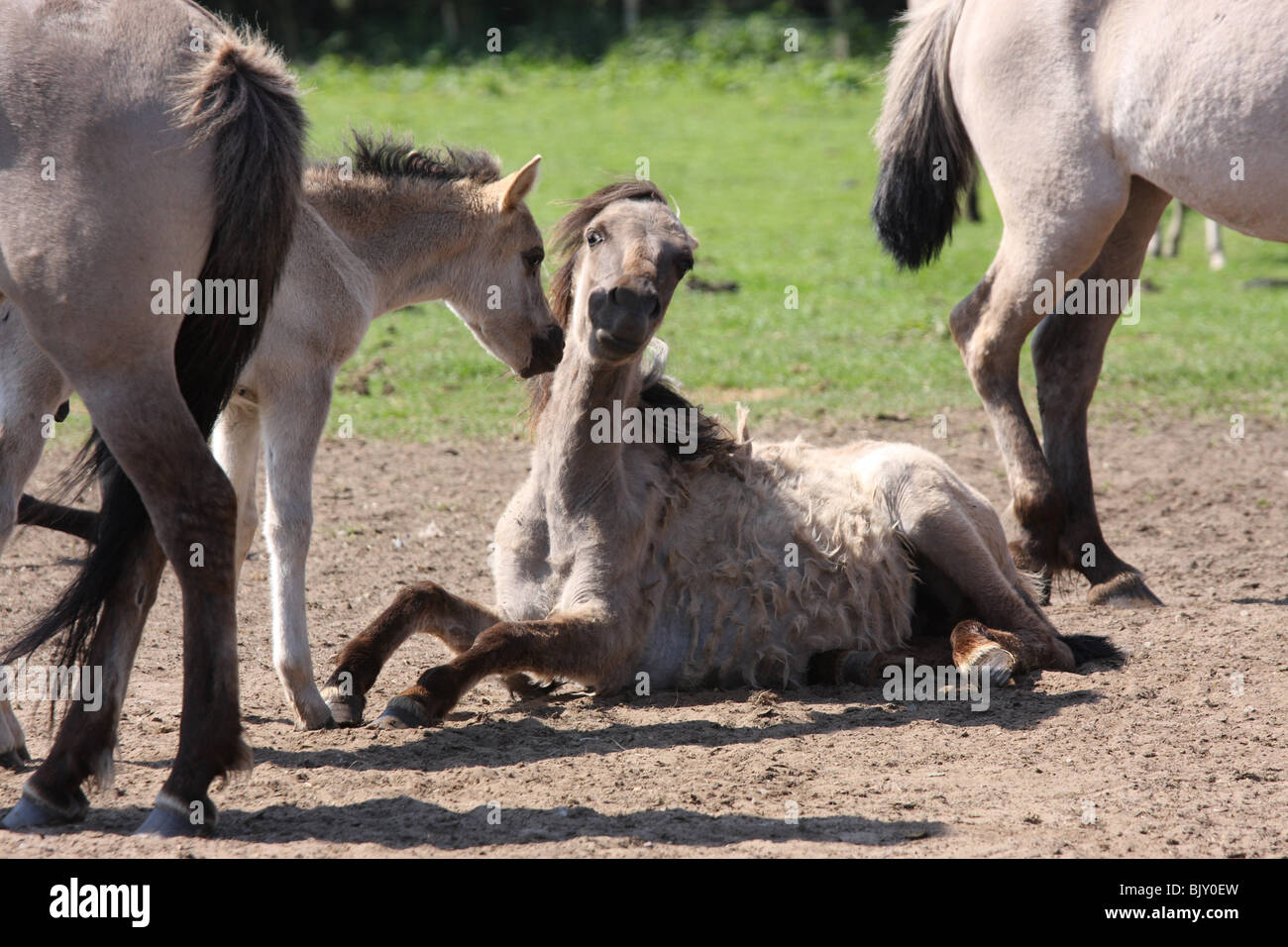 Giovani Dülmener cavalli selvaggi Foto Stock