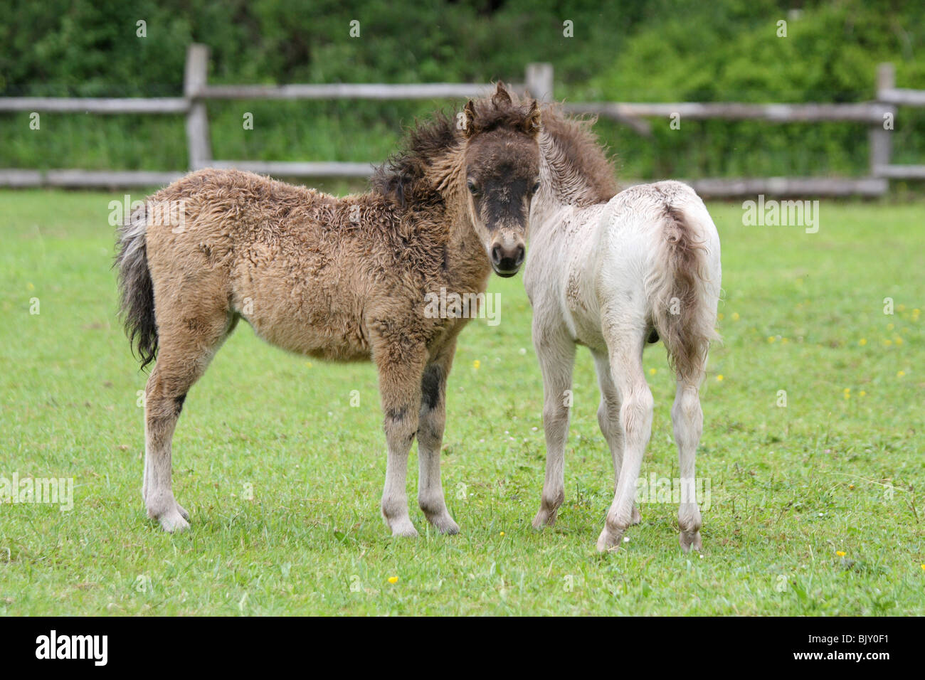 Americano di cavalli in miniatura puledri Foto Stock