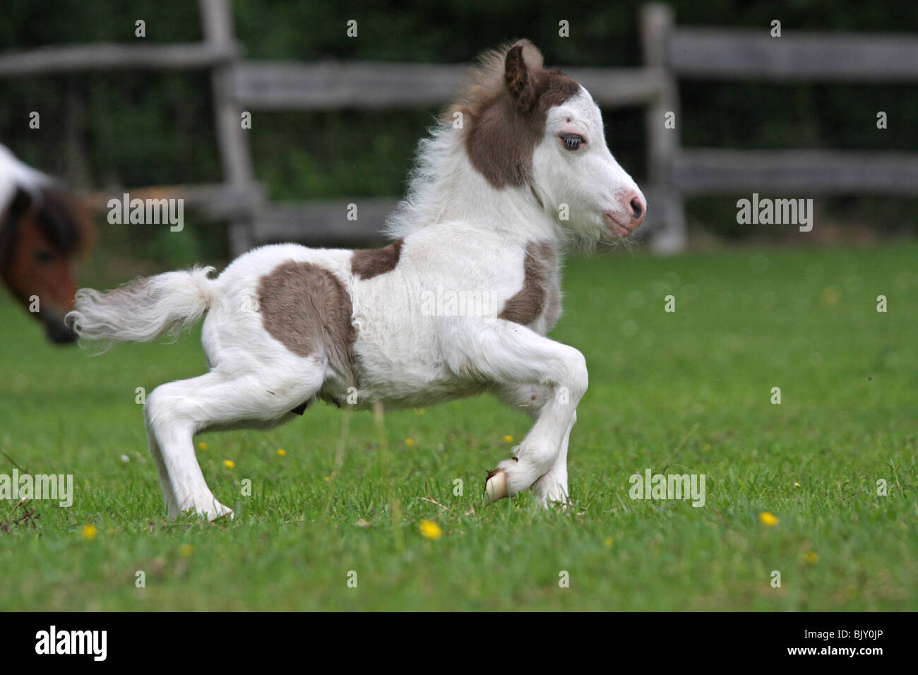 Al galoppo americano di cavalli in miniatura puledro Foto Stock