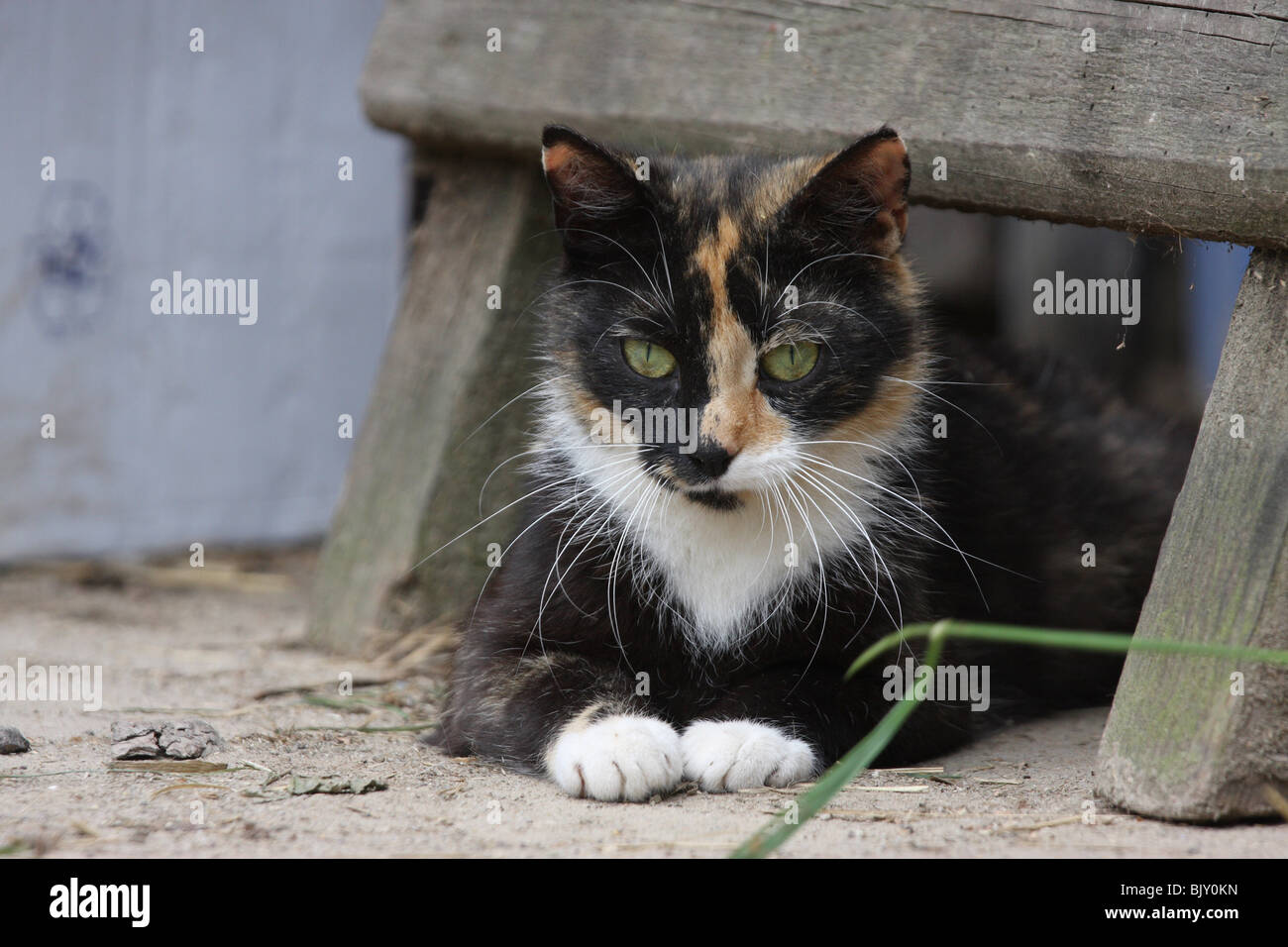 gatto di menzogne Foto Stock