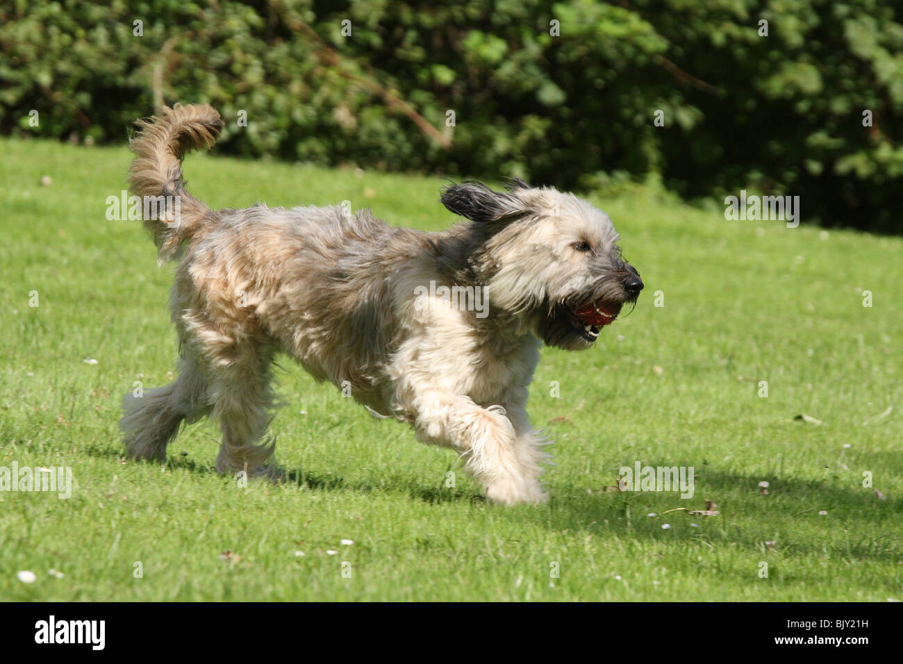 esecuzione di mongrel Foto Stock