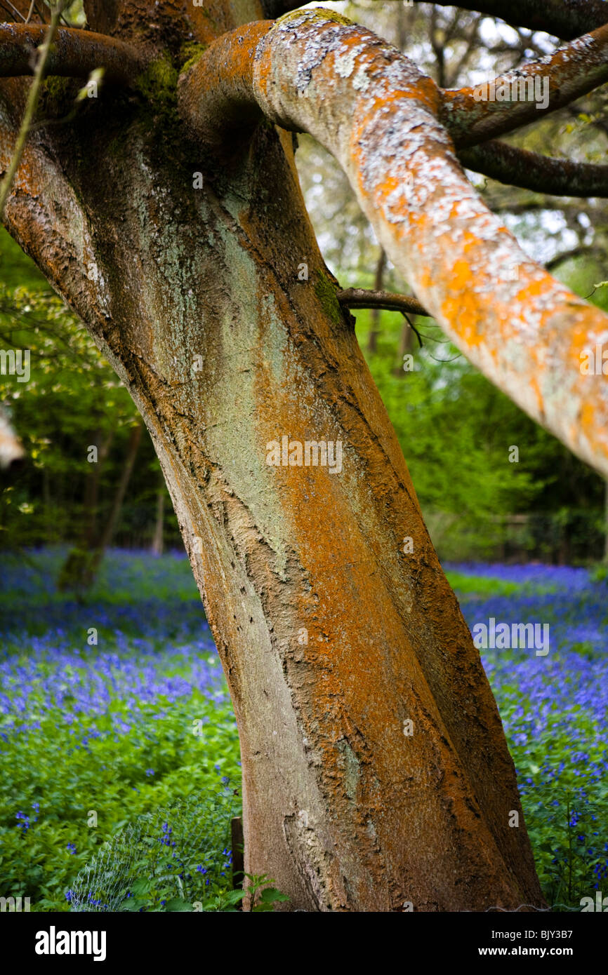 Tronco d'albero Foto Stock