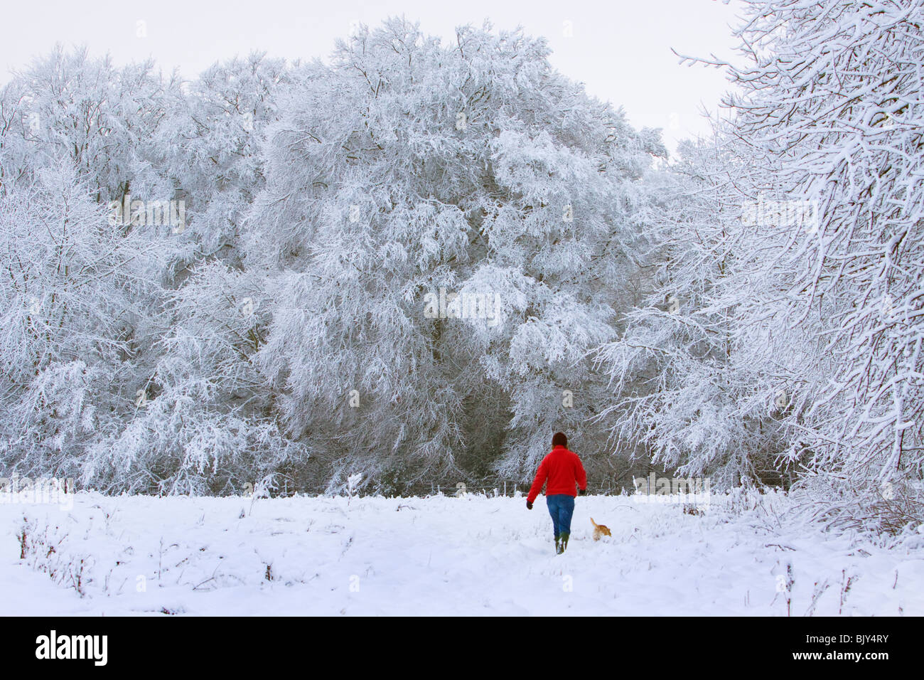 Snow walking cane boschi di campo paese freddo inverno Buckinghamshire Chilterns Foto Stock