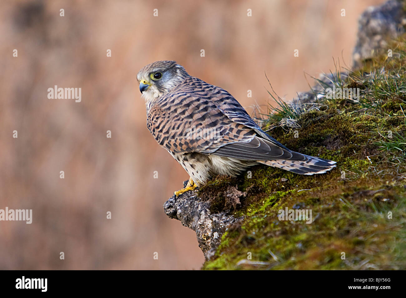 Comune di Gheppio Falco tinnunculus hawk falcon Foto Stock