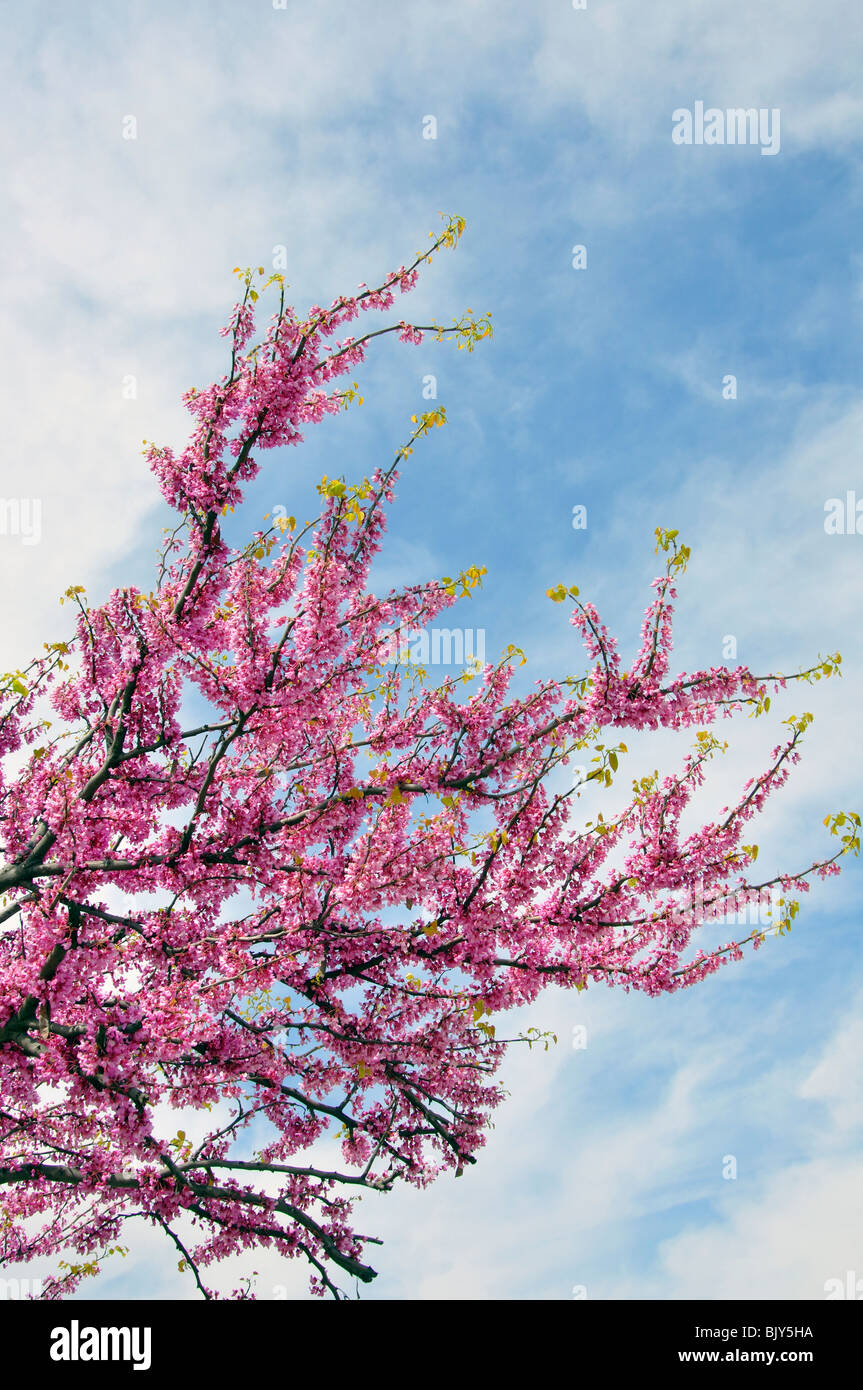 Blooming redbud cercis tree Foto Stock