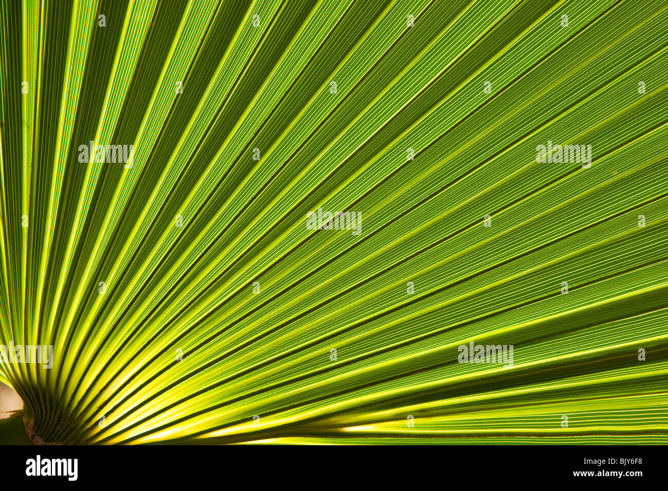 Close up di verde Palm tree leaf adatti come la natura di un disegno di fondo Foto Stock