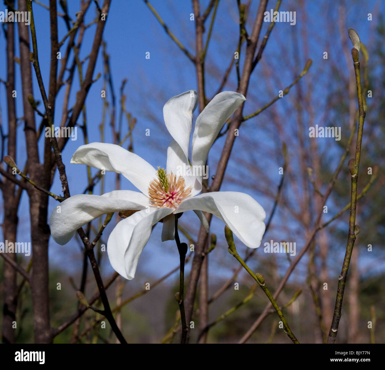 Un bel bianco magnolia. Foto Stock
