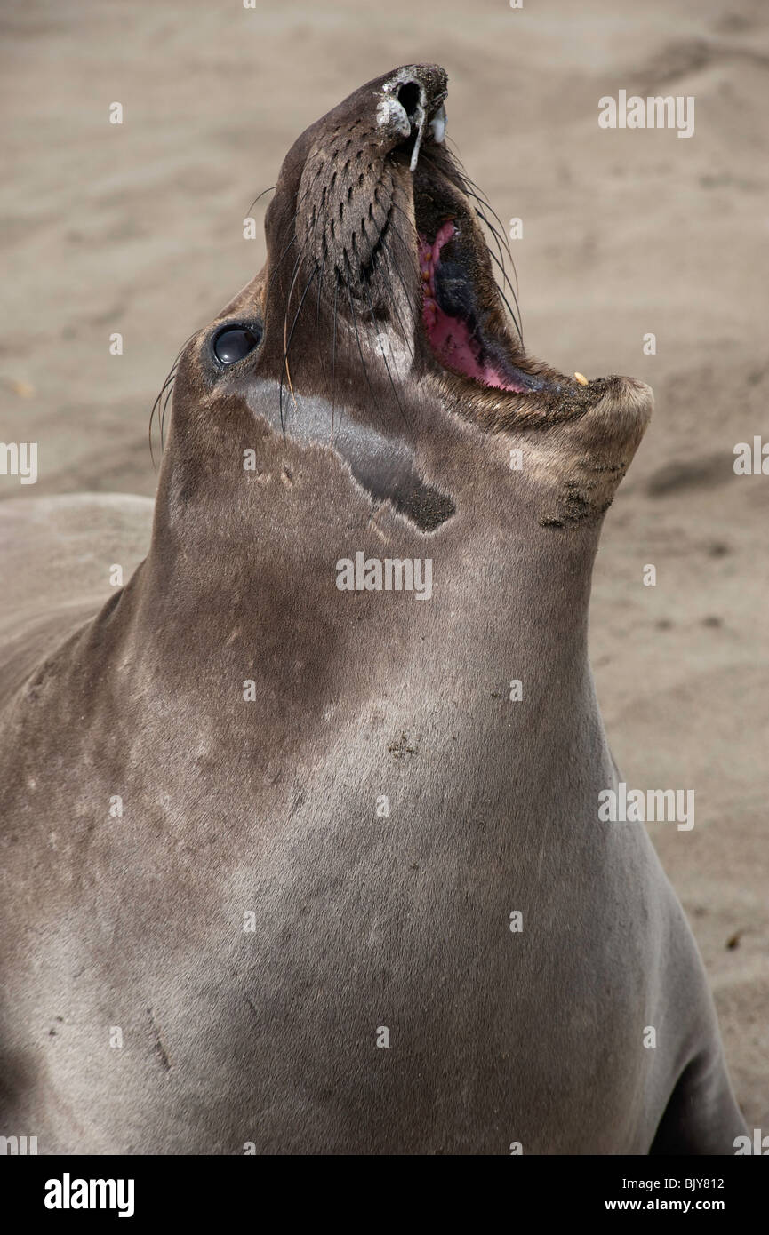 I capretti Nord maschio guarnizione di elefante, mirounga angustirostris Foto Stock