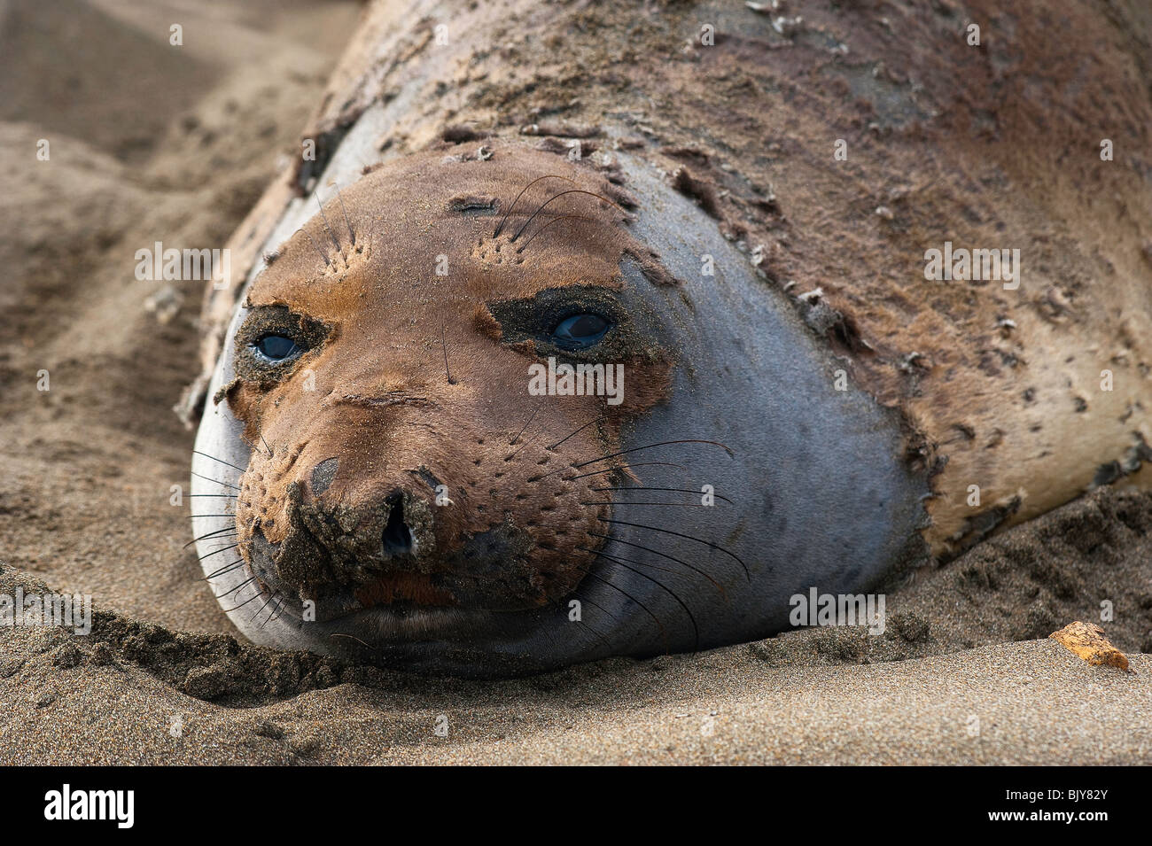 Muta Nord guarnizione di elefante, mirounga angustirostris, Foto Stock