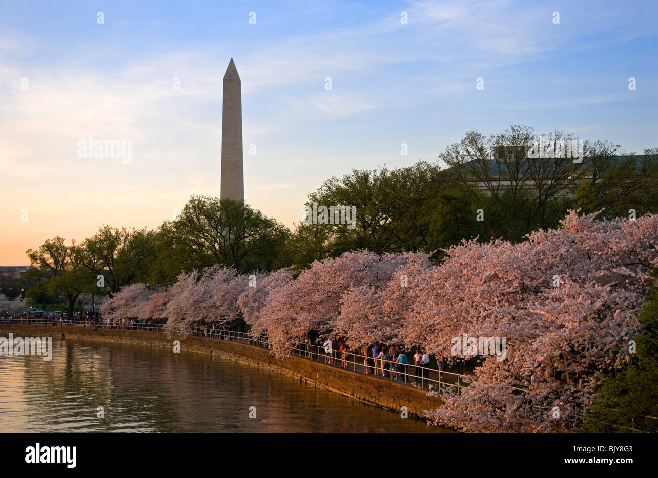 Fioritura di picco dei fiori di ciliegio in Washington DC con il Monumento di Washington in background. Foto Stock