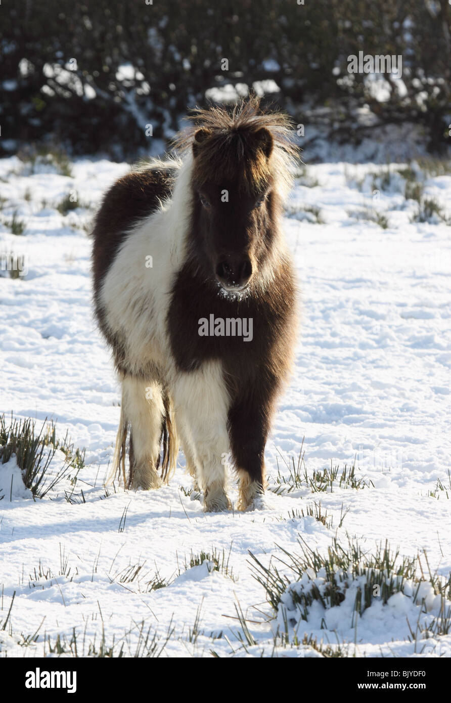 Pony Shetland nella neve Foto Stock