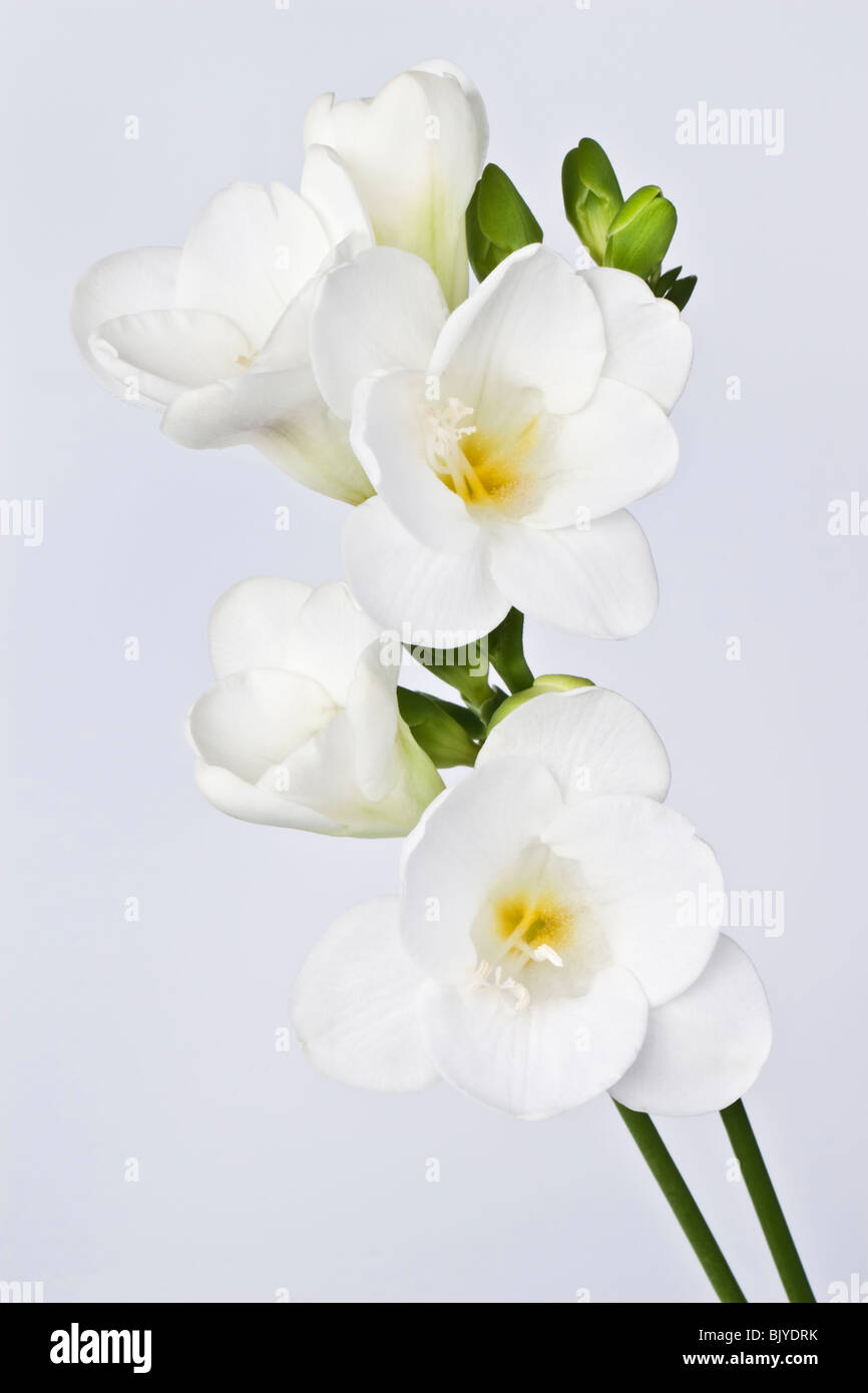 Fresie bianche Foto Stock