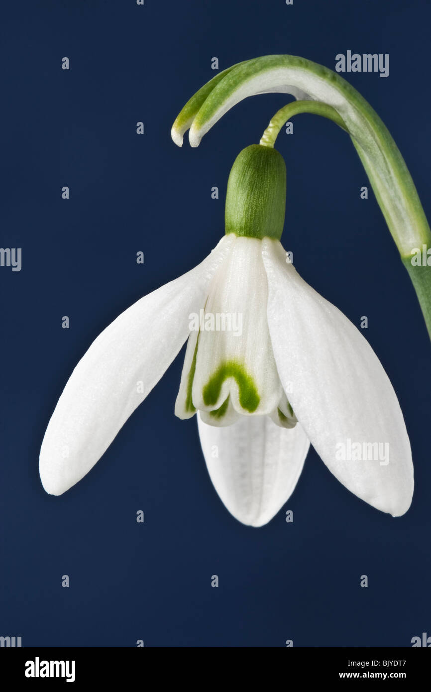 Snowdrop GALANTHUS su sfondo blu Foto Stock