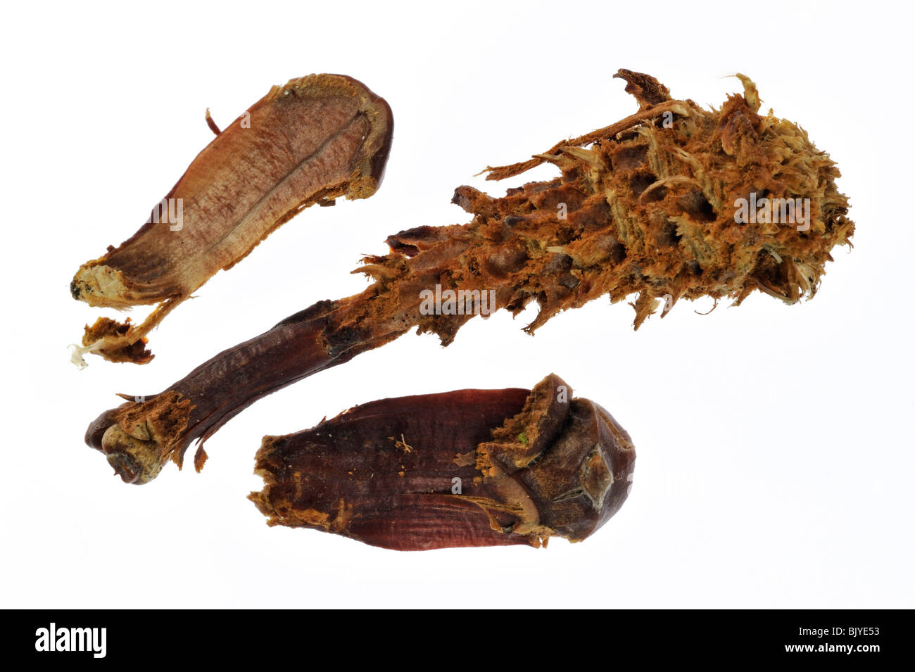 Pigne dal pino silvestre (Pinus sylvestris) spogliato da Red scoiattolo (Sciurus vulgaris) rimane di alimentazione Foto Stock