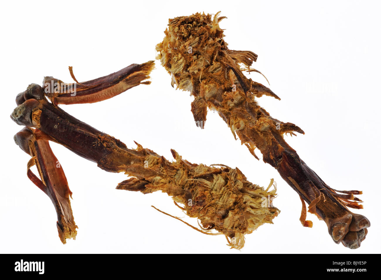 Pigne dal pino silvestre (Pinus sylvestris) spogliato da Red scoiattolo (Sciurus vulgaris) rimane di alimentazione Foto Stock