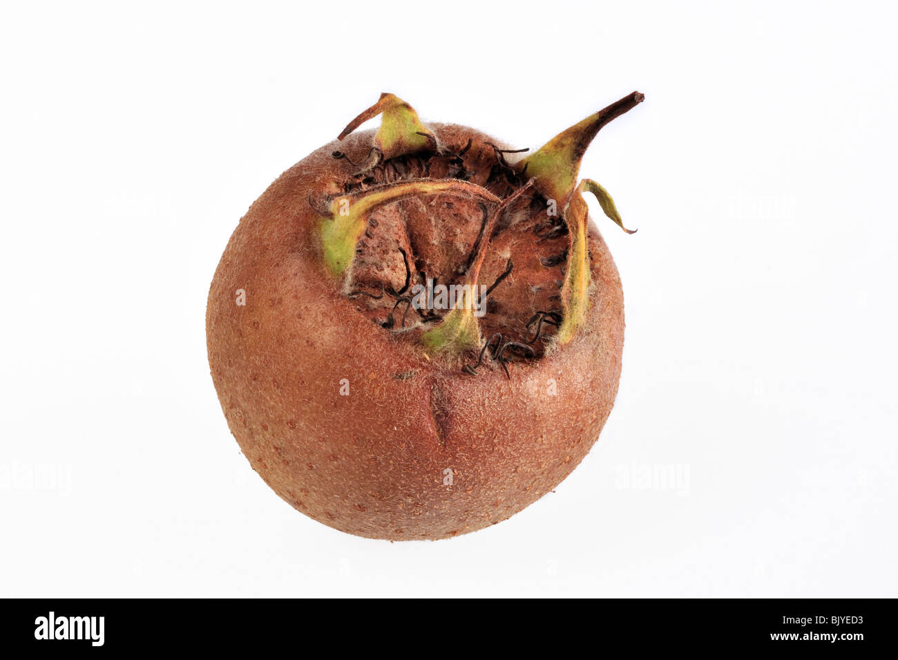 Comune (Nespola Mespilus germanica) mostra frutta / pomes, Belgio Foto Stock