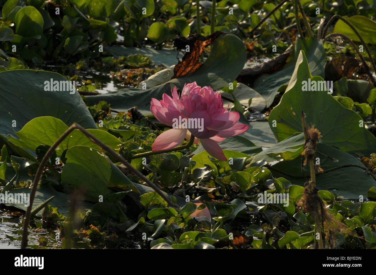 Blue Lotus Flower circondato da piante in riva al lago Foto Stock