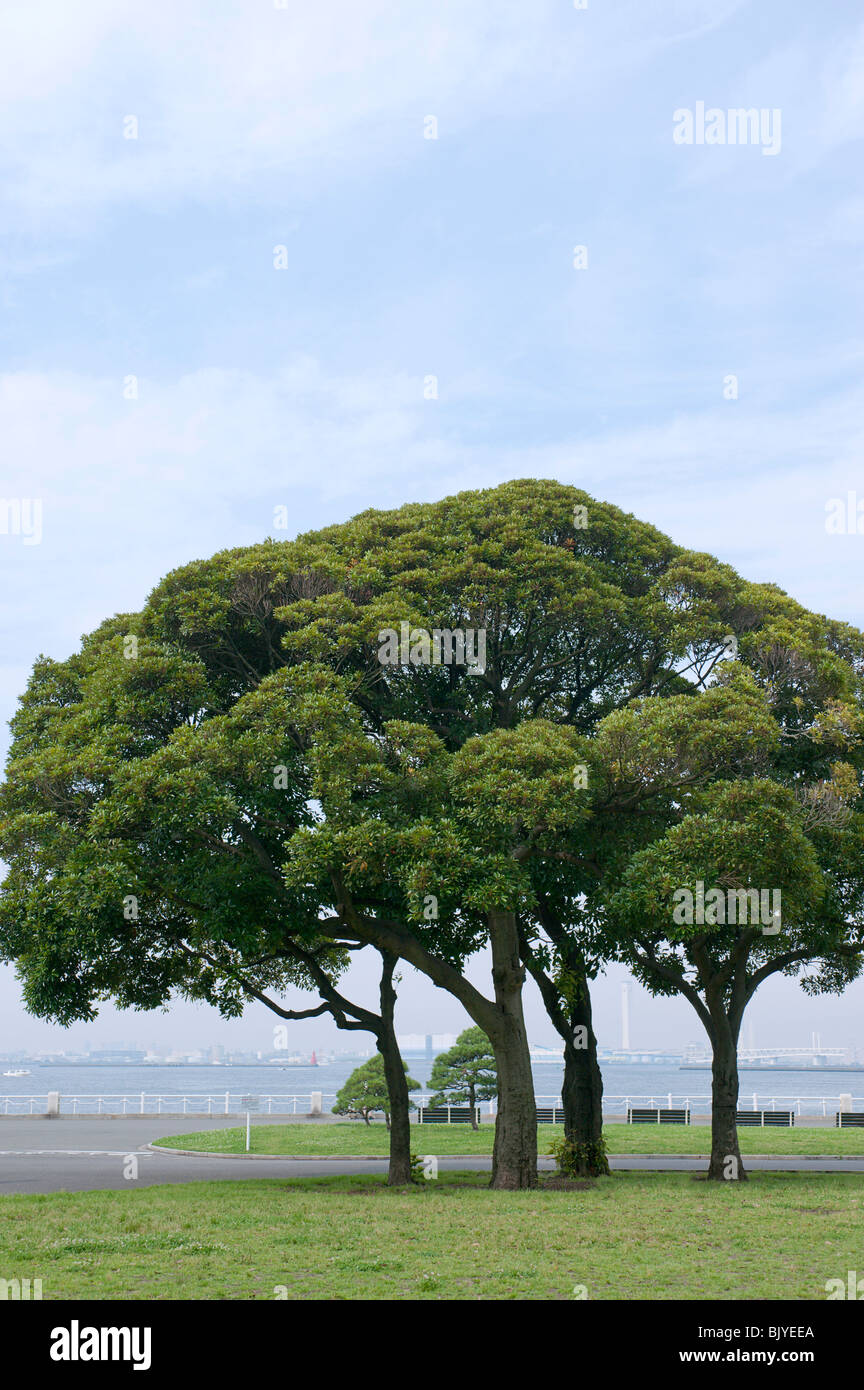 Grande albero in un parco Foto Stock