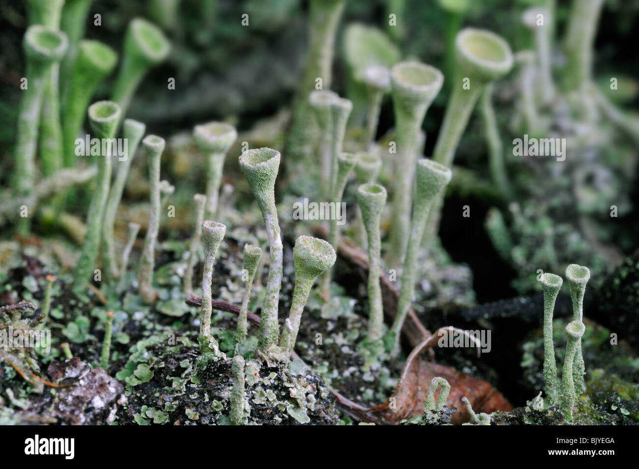 Pixie-cup lichen (Cladonia fimbriata) su legno, Belgio Foto Stock