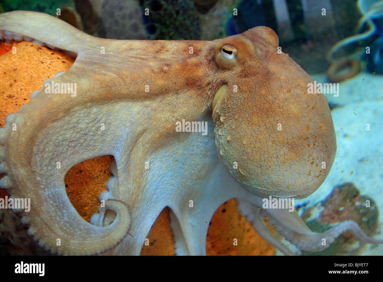 Un polpo su una scogliera di corallo Foto Stock