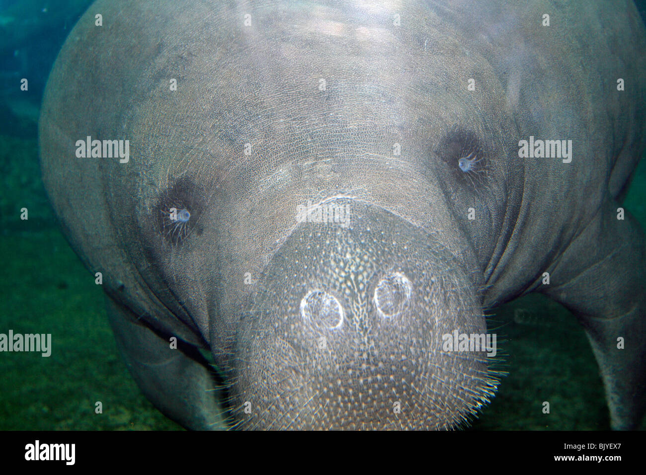 Una florida lamantino (Trichechus manatus) o west indian manatee o mucche di mare negli stati uniti Foto Stock