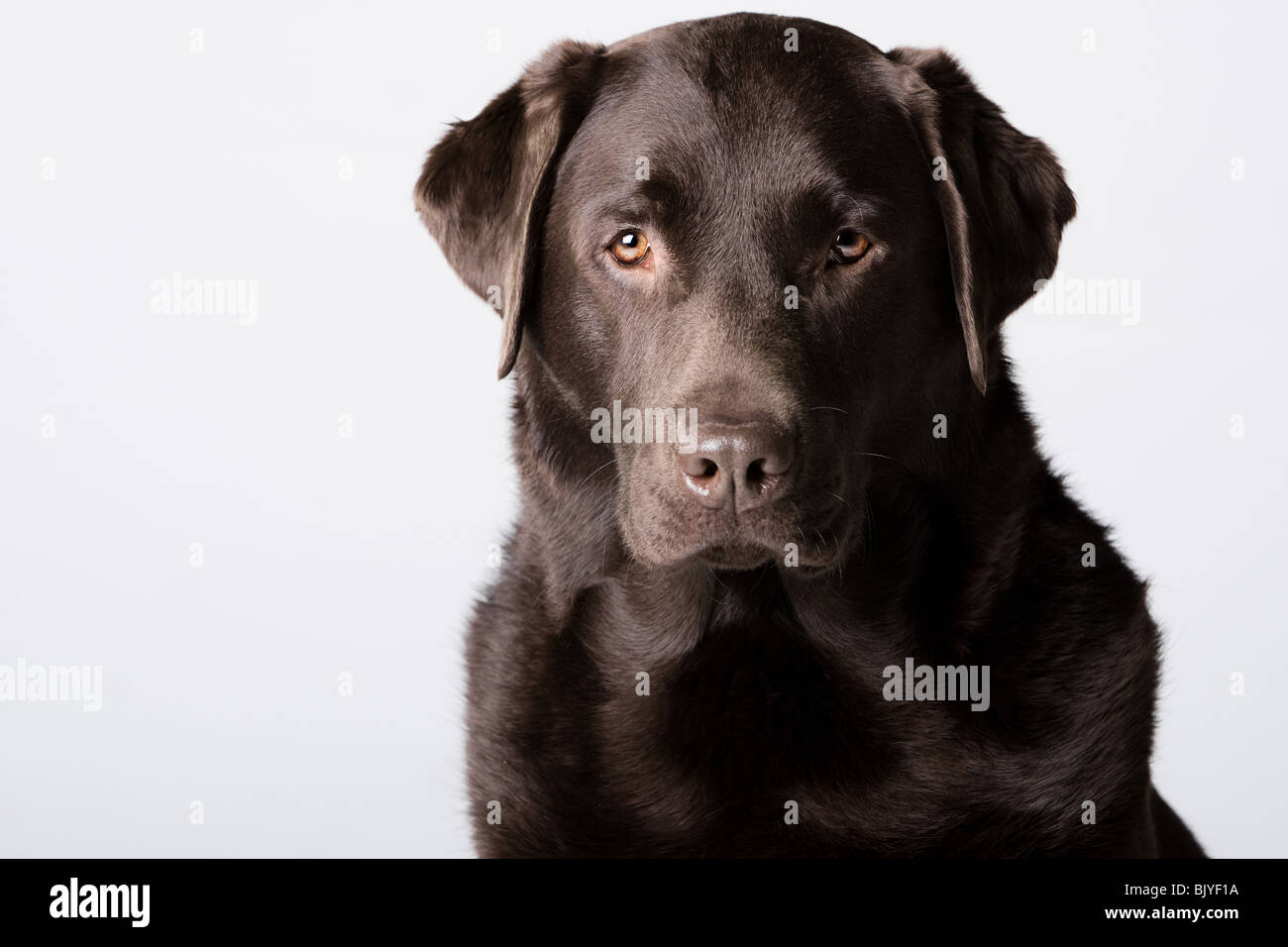 Inquadratura di un grave alla ricerca di cioccolato Labrador contro il grigio Foto Stock