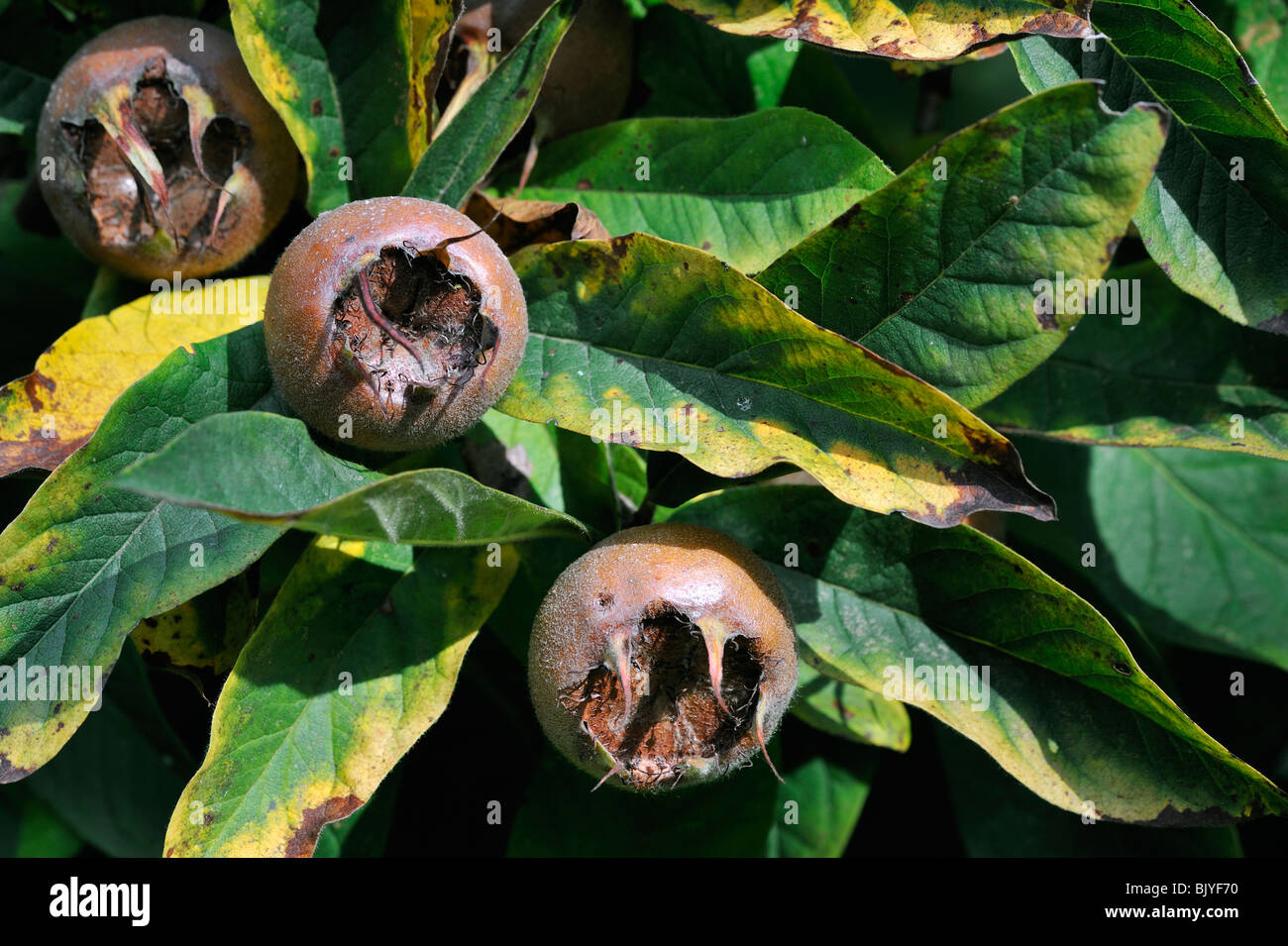 Comune (Nespola Mespilus germanica) mostra frutta / pomes Foto Stock