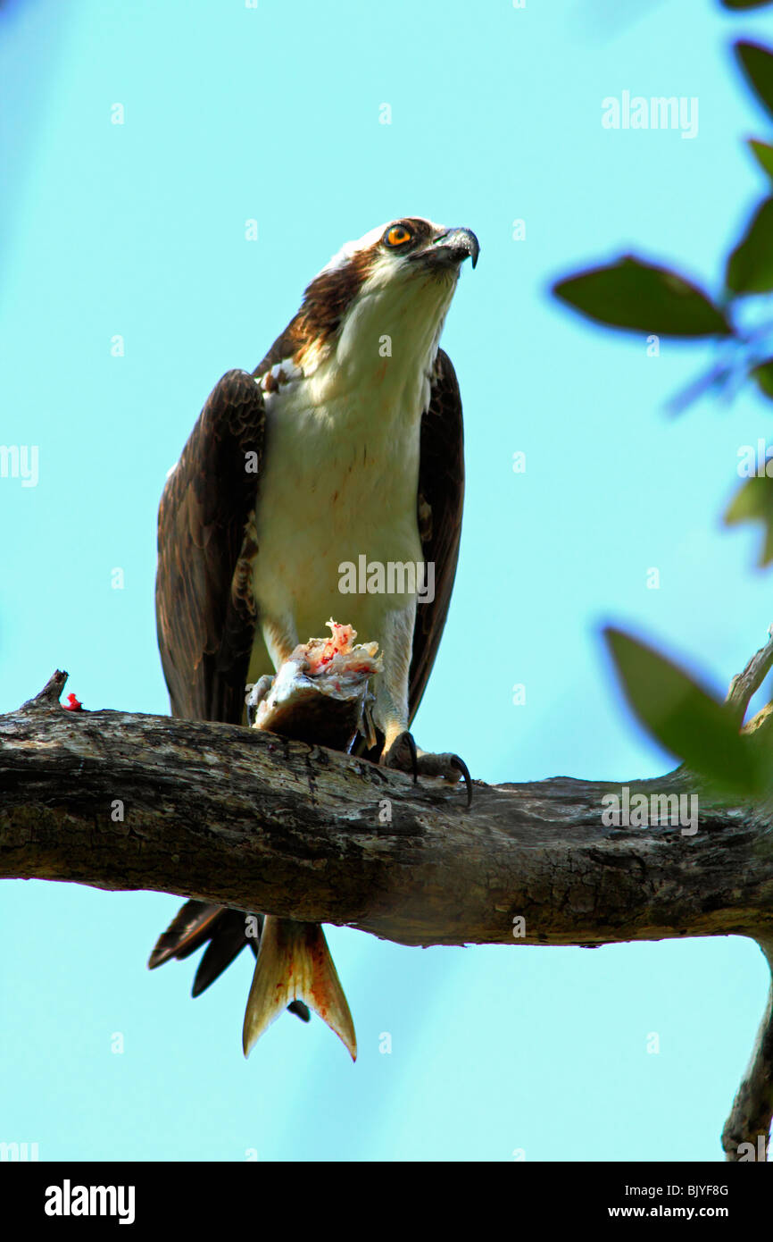 Un osprey appollaiato in un albero con un pesce in Florida USA Foto Stock