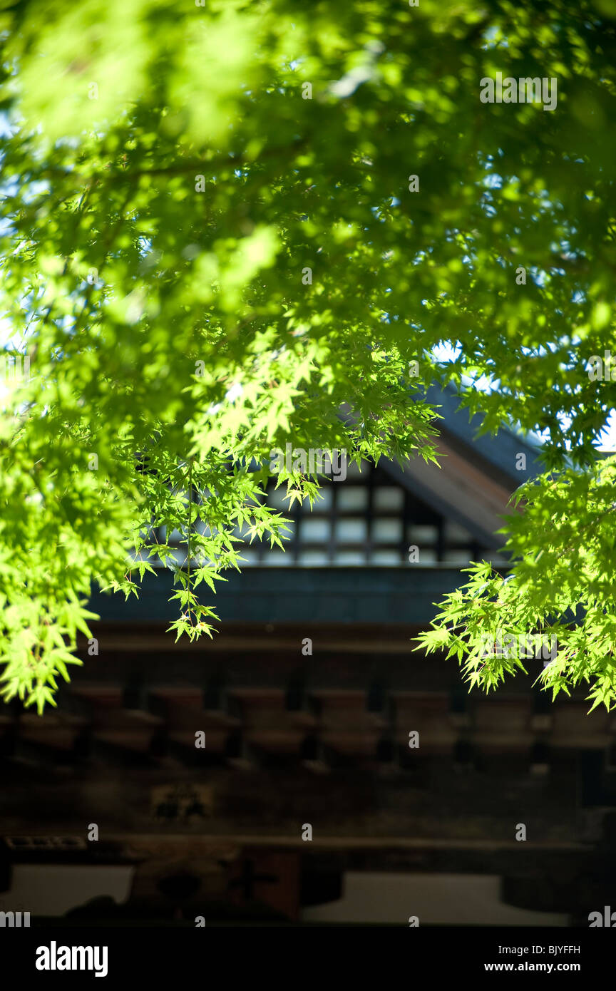 Foglie verdi nella parte anteriore del tempio, Giappone Foto Stock