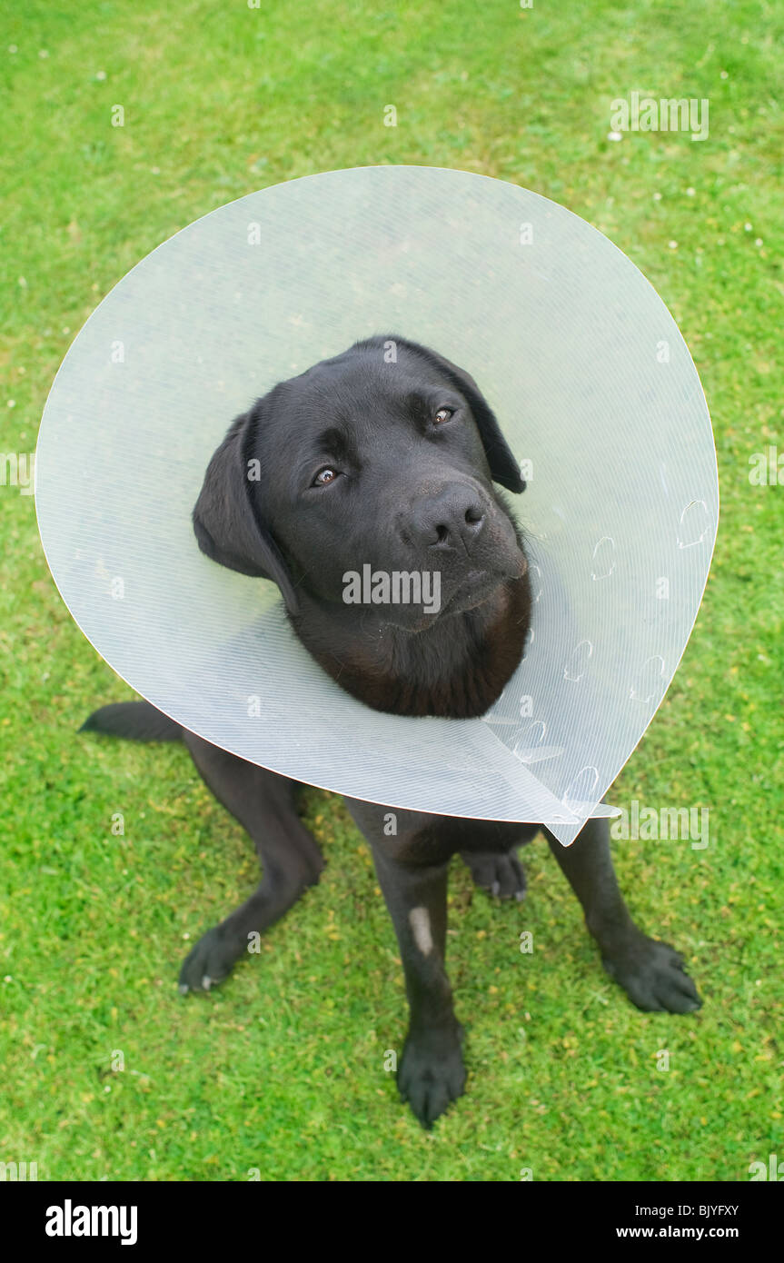 Post-intervento chirurgico cane Foto Stock