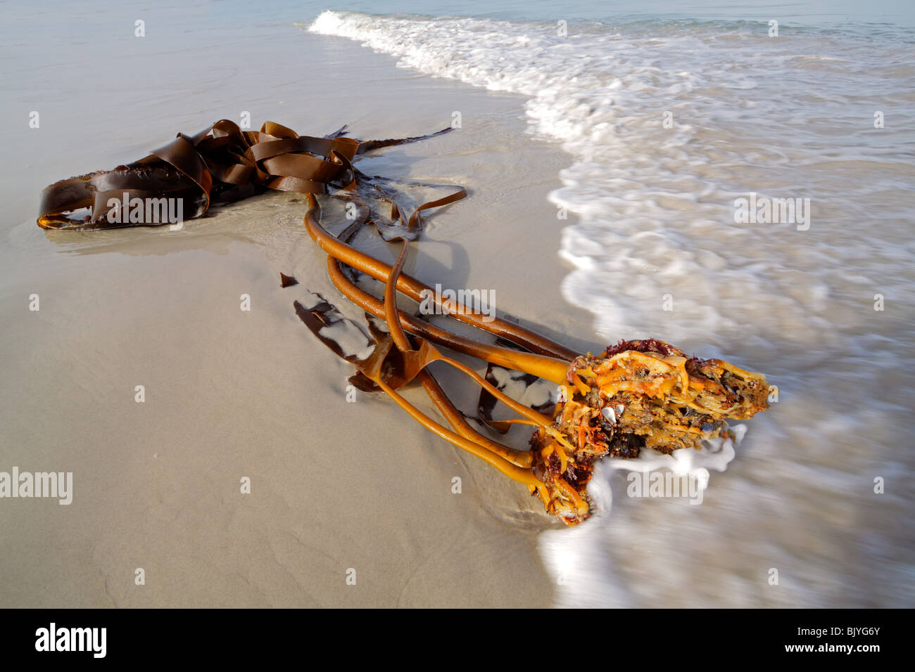 Impianto di Kelp (Ecklonia maxima) lavato fuori su una spiaggia di sabbia, Sud Africa Foto Stock