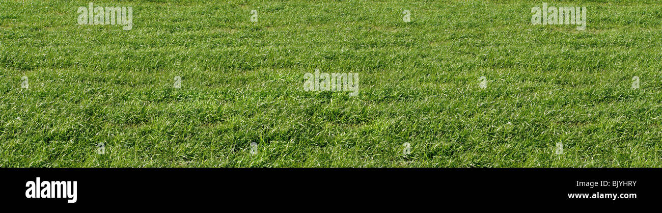 Un semplice campo di erba close up Foto Stock