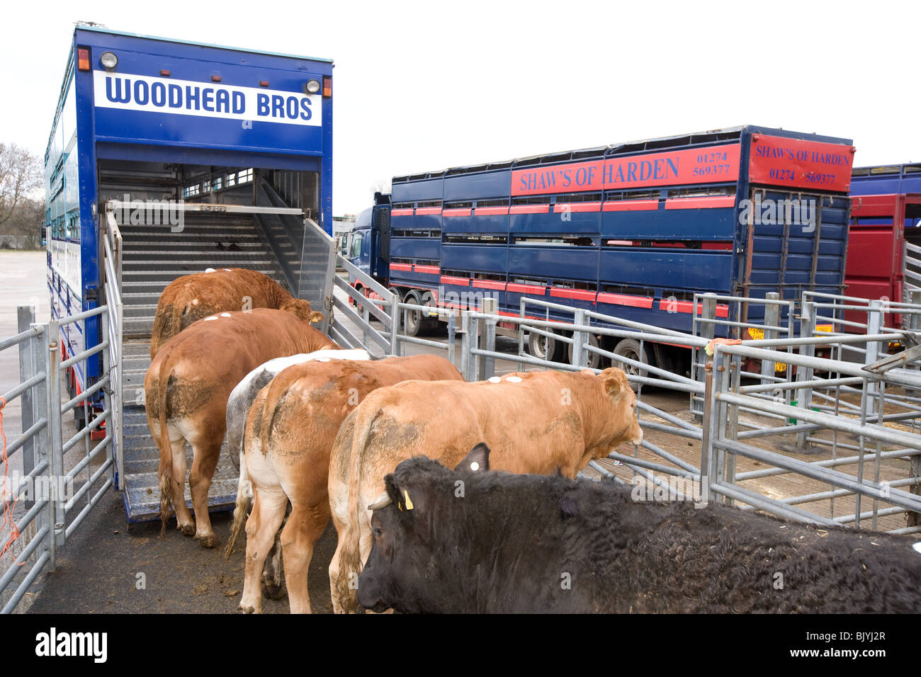 Capi di bestiame caricato su un camion di bestiame Foto Stock