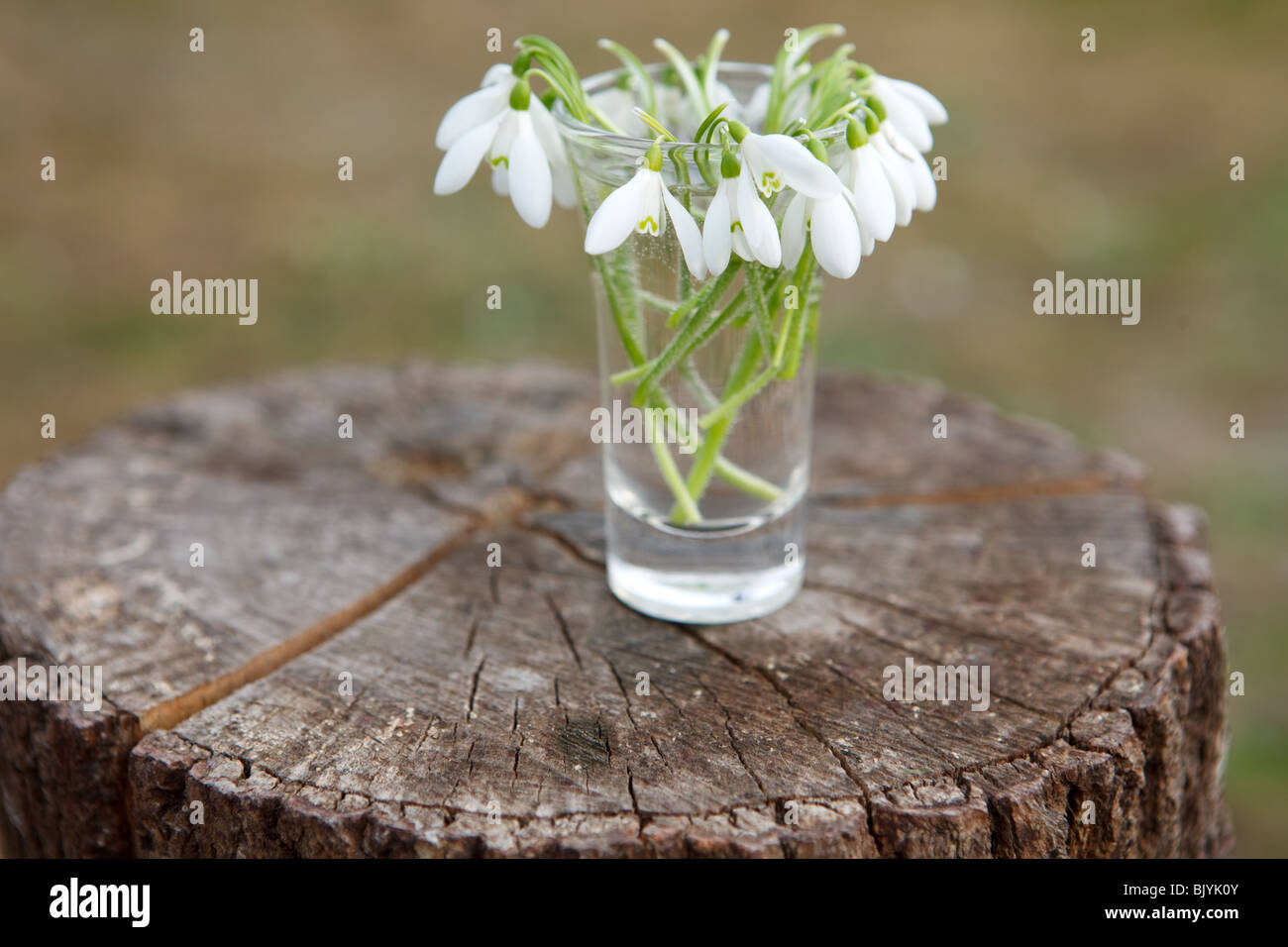 Mazzetto di bianchi bucaneve in un bicchiere Foto Stock