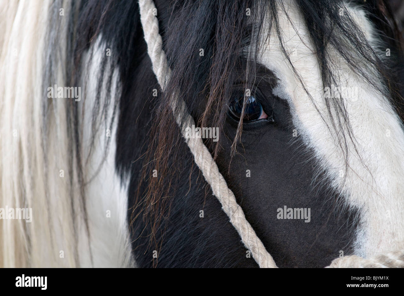 Ritratto di cavalli pezzati Foto Stock