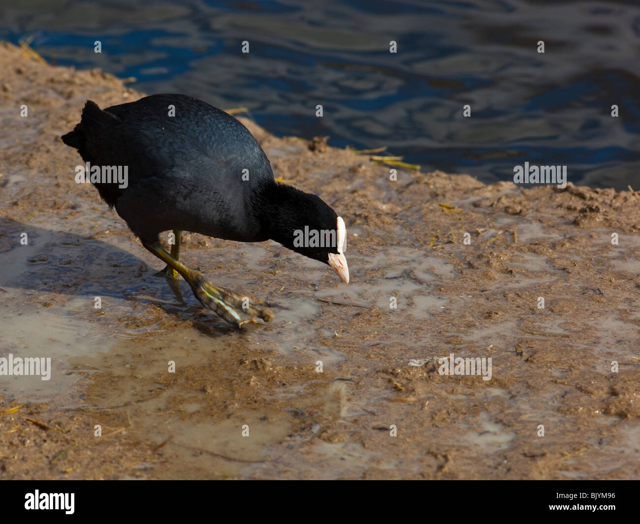 Il black bird costa a terra. Un bald-coot. Foto Stock